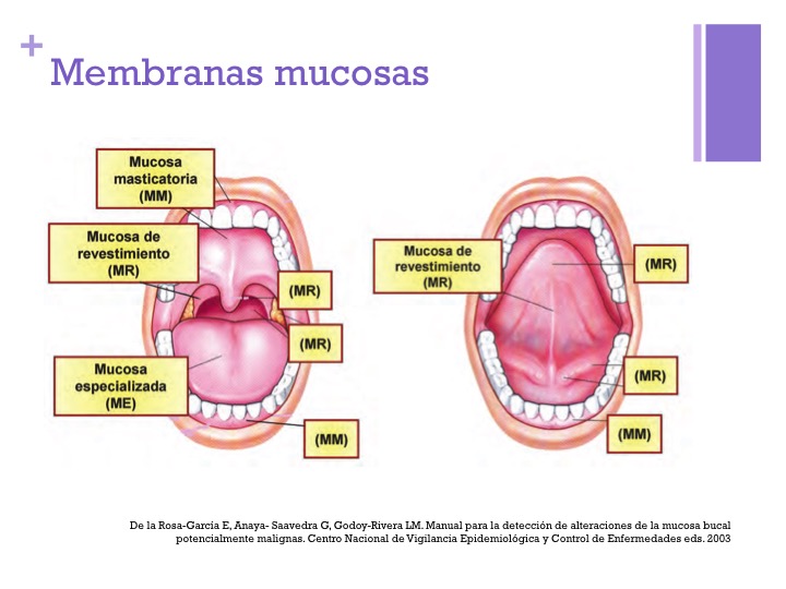 Mucosa - Patología de la Cavidad Bucal